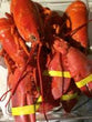Live Maine Lobsters *Hard-shell/offshore*